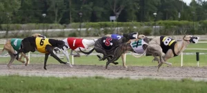 De Beste Greyhound Racebanen in Engeland